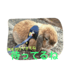 うさぎのらいとくんの日常（個別スタンプ：6）