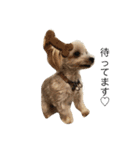 保護犬だったミルクちゃん（個別スタンプ：3）
