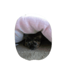 変顔にゃんこ（個別スタンプ：7）