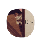犬のココア（個別スタンプ：5）