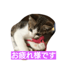 ポコいち（個別スタンプ：4）