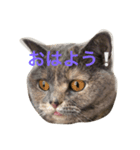 グレ時々ココ（個別スタンプ：7）
