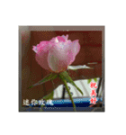 Beautiful flower greeting(Part 1)（個別スタンプ：6）