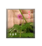 Beautiful flower greeting(Part 1)（個別スタンプ：7）