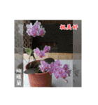 Beautiful flower greeting(Part 1)（個別スタンプ：12）