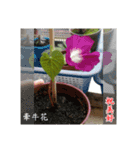 Beautiful flower greeting(Part 1)（個別スタンプ：13）