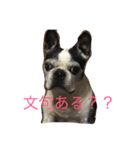 メイちゃんとボス（個別スタンプ：15）