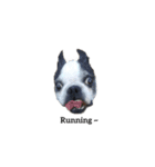 kawaii Boston terrier（個別スタンプ：18）
