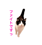 ウチのボーイズ2（個別スタンプ：11）
