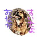 千葉犬友会1（個別スタンプ：3）