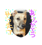 千葉犬友会1（個別スタンプ：7）