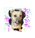 千葉犬友会1（個別スタンプ：8）