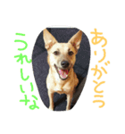 千葉犬友会1（個別スタンプ：9）