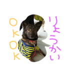 千葉犬友会1（個別スタンプ：15）