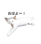 猫のスタンプ。ときどき馬。（個別スタンプ：1）