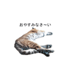 猫のスタンプ。ときどき馬。（個別スタンプ：2）