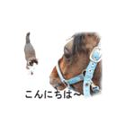 猫のスタンプ。ときどき馬。（個別スタンプ：3）
