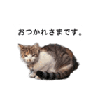 猫のスタンプ。ときどき馬。（個別スタンプ：7）