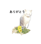 猫のスタンプ。ときどき馬。（個別スタンプ：8）