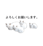 猫のスタンプ。ときどき馬。（個別スタンプ：10）