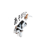 猫のスタンプ。ときどき馬。（個別スタンプ：13）