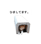猫のスタンプ。ときどき馬。（個別スタンプ：14）