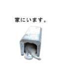 猫のスタンプ。ときどき馬。（個別スタンプ：15）