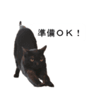 猫のスタンプ。ときどき馬。（個別スタンプ：16）
