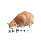 猫のスタンプ。ときどき馬。（個別スタンプ：17）