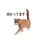 猫のスタンプ。ときどき馬。（個別スタンプ：18）