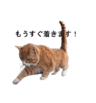 猫のスタンプ。ときどき馬。（個別スタンプ：19）