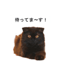 猫のスタンプ。ときどき馬。（個別スタンプ：21）