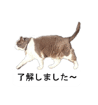 猫のスタンプ。ときどき馬。（個別スタンプ：22）