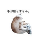 猫のスタンプ。ときどき馬。（個別スタンプ：23）