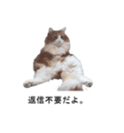 猫のスタンプ。ときどき馬。（個別スタンプ：24）