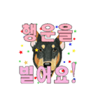 Dog motion sticker (Korean)（個別スタンプ：9）