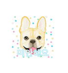Dog motion sticker (Korean)（個別スタンプ：12）
