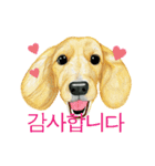 Dog motion sticker (Korean)（個別スタンプ：18）