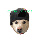 ワンコとネコニャン（個別スタンプ：1）