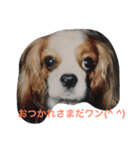 ワンコとネコニャン（個別スタンプ：4）