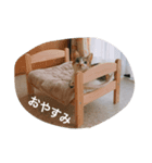 藤原家のきなこ様（個別スタンプ：2）