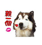 Home has hot dog(daily)（個別スタンプ：10）