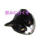 飲みたいねこ（個別スタンプ：1）