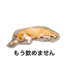 飲みたいねこ（個別スタンプ：6）