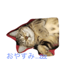 ねこのちゃちゃこ（個別スタンプ：1）