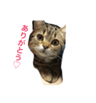 ねこのちゃちゃこ（個別スタンプ：3）