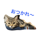ねこのちゃちゃこ（個別スタンプ：5）