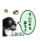 チワワ犬、ハルのゆるゆるトーク（個別スタンプ：17）