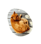 茶トラ  ねこ にゃんちゅう（個別スタンプ：1）
