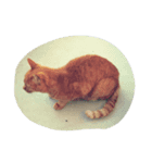 茶トラ  ねこ にゃんちゅう（個別スタンプ：5）